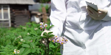Maine Researcher Takes Up Multi-year Project to Improve Potato Yield and Quality