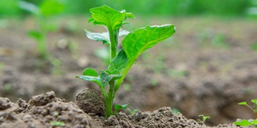 Pakistan: Research Center Opens Potato Tissue Culture Laboratory