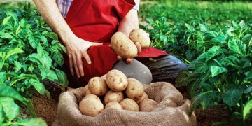 Potato Growers Asked What Parts of AHDB’s Work Should Continue
