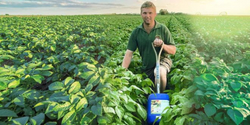 Seaweed Biostimulant Helps Potato Growers Stay Cool in the Summer Heat