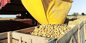 South Africa: Cold Weather Causes Potato Price Surge