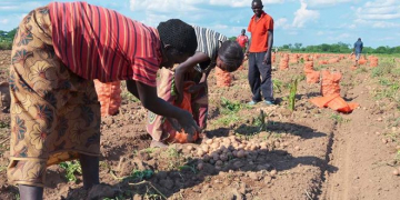 Sudan: Two Projects Promoting Potato Production to Be Implemented