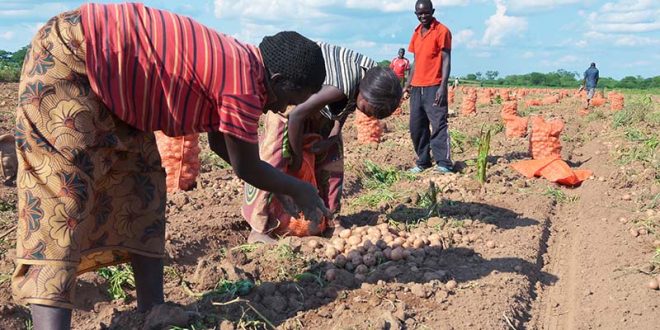 Sudan: Two Projects Promoting Potato Production to Be Implemented