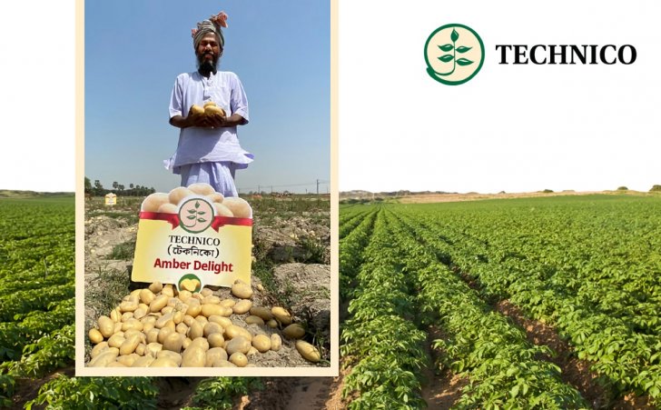‘Amber Delight’ : An Early Bulking Variety Bringing Prosperity to Table Potato Farmers in India