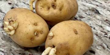 1,4GROUP – a manufacturer of sprout inhibitor for potatoes – considers building a new plant in Louisiana