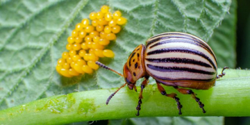 Colorado Beetle Catcher Shows Promising Results