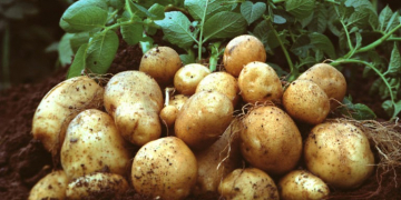 RNA Breakthrough Creates 50% Increase in Potato, Rice Yields