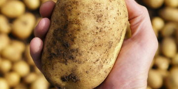 Latest activities and news from the European Potato Trade Association