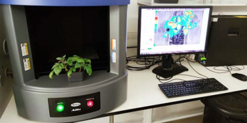 Genetically Engineered Potato Plant Gives Warning in Response to Stress