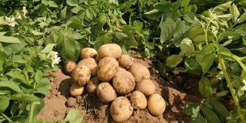 Apical Rooted Cuttings Could Revolutionize Potato Seed Production In India