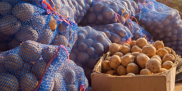 fresh potatoes in the box, potatoes, view on bags and crates of potato in storage house