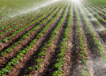 Potato field landscape with irrigation sprinkler watering the plants. Great for agriculture publication.