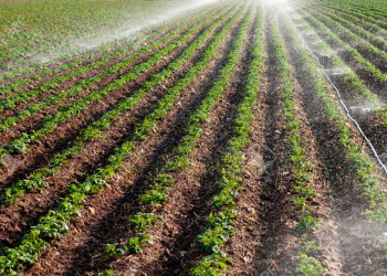 Potato field landscape with irrigation sprinkler watering the plants. Great for agriculture publication.