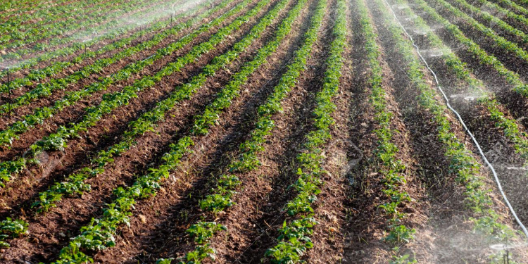 Potato field landscape with irrigation sprinkler watering the plants. Great for agriculture publication.