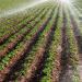 Potato field landscape with irrigation sprinkler watering the plants. Great for agriculture publication.