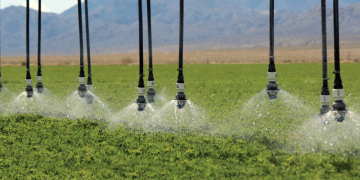 Key to maximizing tuber yield potato: proper late-season irrigation