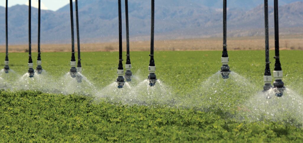 Key to maximizing tuber yield potato: proper late-season irrigation