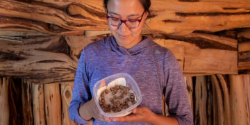 11000 year old solution to modern problem: Ancient potato could thrive in changing climate