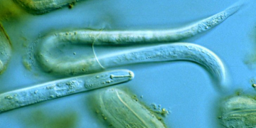 GBP 2.2 Million new funding to safeguard Scotland’s potato industry from Potato Cyst Nematodes (PCN)