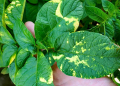 potato mop-top virus leaf symptoms