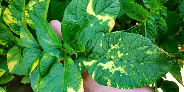 potato mop-top virus leaf symptoms