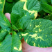 potato mop-top virus leaf symptoms