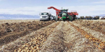 Eagle Eye Produce Anticipates a Good Harvest of Potatoes this Year