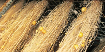 Aeroponic Potato Seed Production System Inaugurated in Pakistan