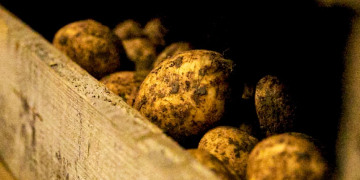 Industry committed to re-establishing Scotland’s seed potato trade with Europe