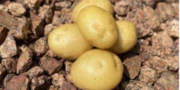 Wisconsin potato outlook strong