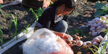 CIP: Improved, climate-smart potato varieties in Asia help deliver benefits to 10 million people