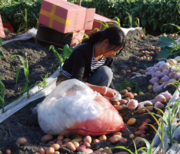 CIP: Improved, climate-smart potato varieties in Asia help deliver benefits to 10 million people 25 CIP: Improved, climate-smart potato varieties in Asia help deliver benefits to 10 million people