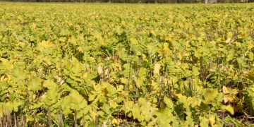 Benefit of cover crops: Covering up weed seeds