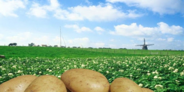 NEPG: ‘Yield to determine outcome of 2021 harvest’