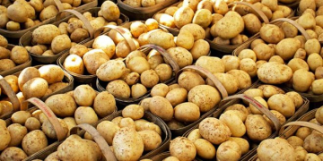 Excellent Conditions for Canadian Potato Crops in Two Growing Provinces