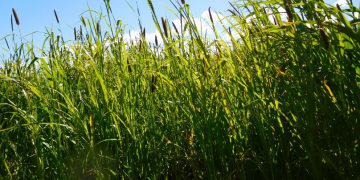 Living Lab – Atlantic research shows positive results with manure and high-residue cover crops