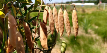 Cover crops: Measuring nitrogen in green manures