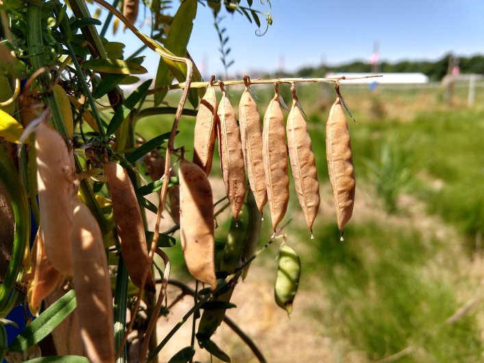 Cover crops: Measuring nitrogen in green manures