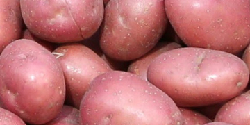 IFA: Potato demand improves in Ireland, blight widespread in parts of Europe