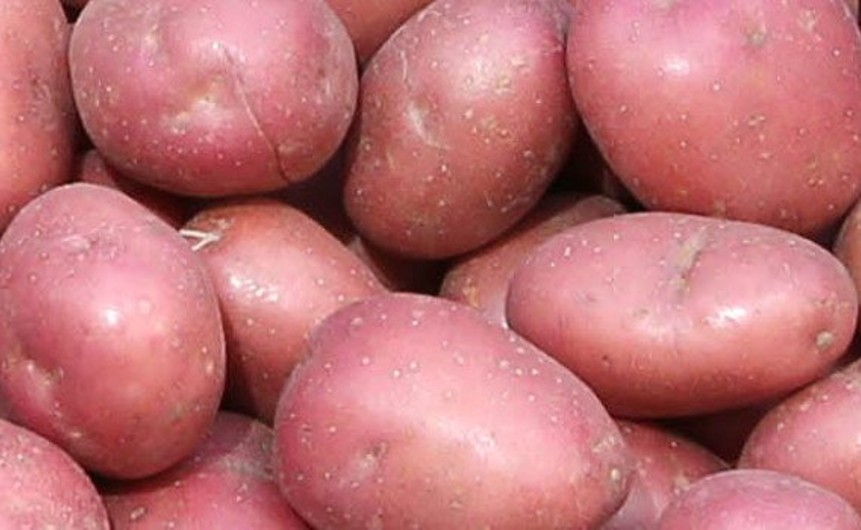 IFA: Popyt na ziemniaki poprawia się w Irlandii, zaraza powszechna w niektórych częściach Europy