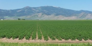 Summer heat means Idaho farmers are seeing shrunken spuds and onions