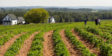 New University of Maine research hub to focus on Potato Virus Y