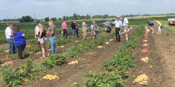 Chipping, fresh market and french fry variety lines on display during Ontario open house event
