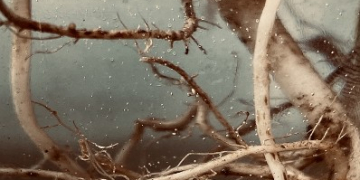 Spud-tastic photography: Winners of ‘Potato Photographer of the Year 2021’ announced