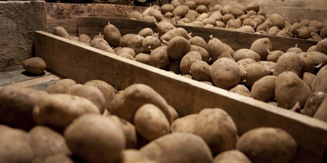 AHDB Potatoes Shares Checklist to Make Potato Stores Crop Ready