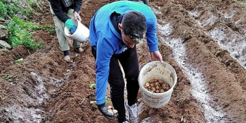 Five million kilos of unsold potatoes in the Canary Islands