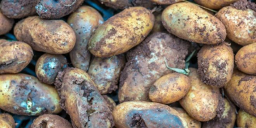 A Vaccine Against Potato Blight has been Developed by Ghent University Scientists