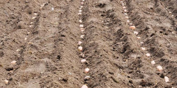 EU-04’s 2021 Potato Harvest Will Depend More on Yields Instead of Sown Areas