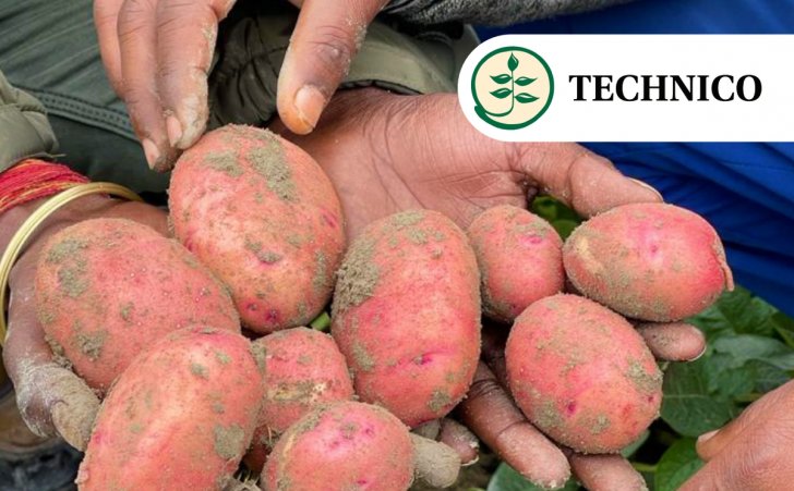 Technico introduces a new early maturing red skin potato variety: Red Candy 24 Technico introduces a new early maturing red skin potato variety: Red Candy