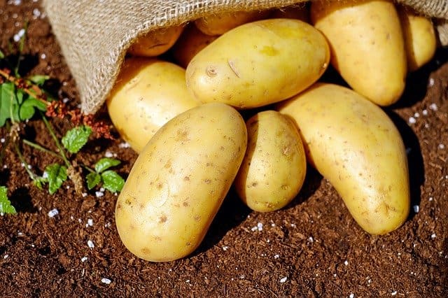 1 Growing potatoes at home 1